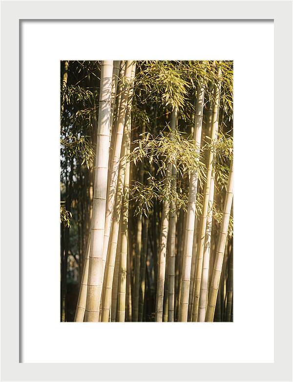Whispers Of The Bamboo Forest