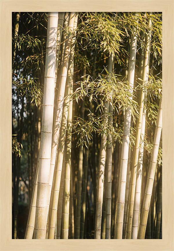 Whispers Of The Bamboo Forest