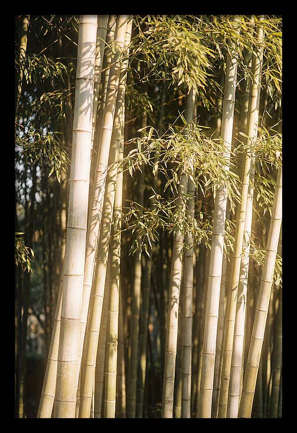 Whispers Of The Bamboo Forest