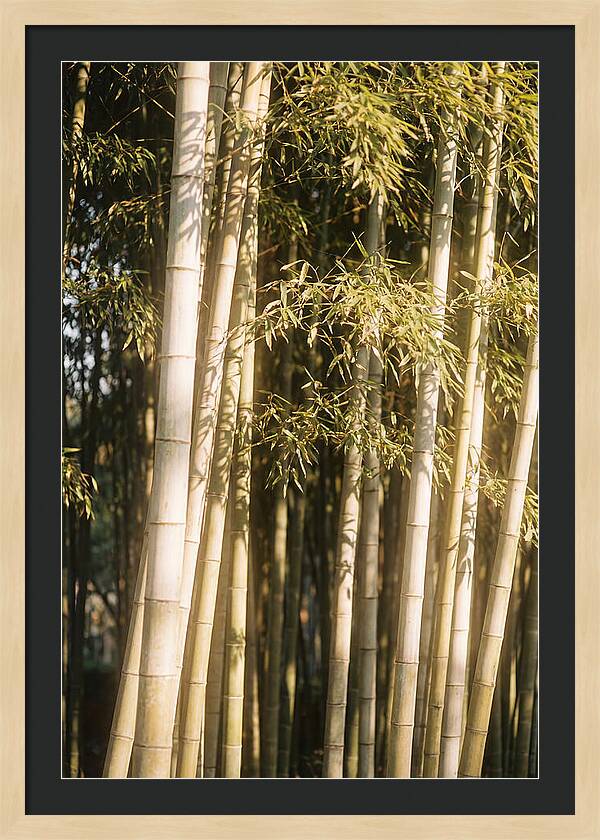 Whispers Of The Bamboo Forest