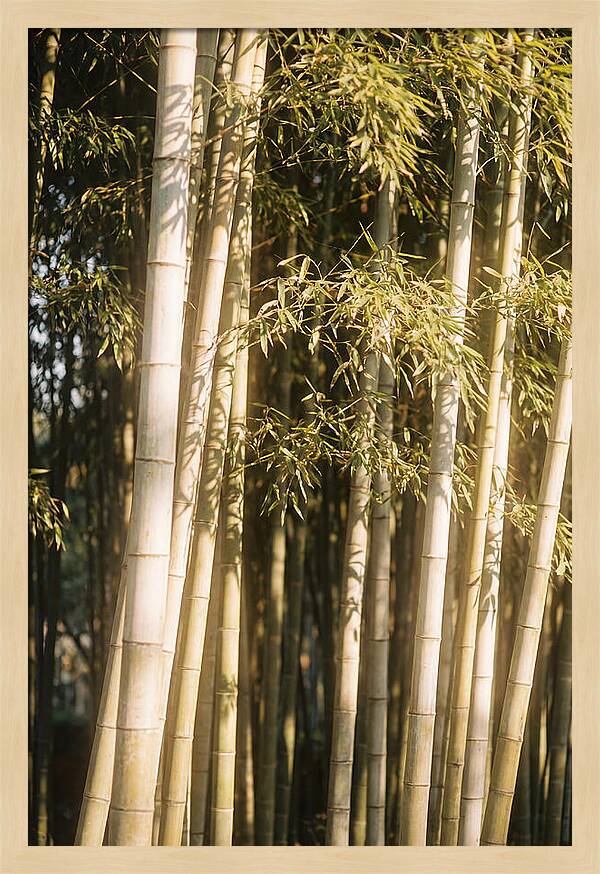 Whispers Of The Bamboo Forest