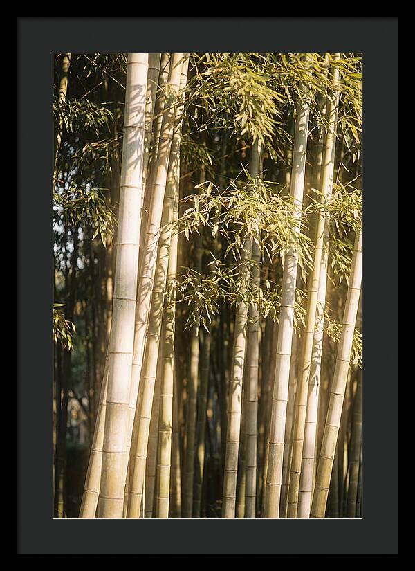 Whispers Of The Bamboo Forest