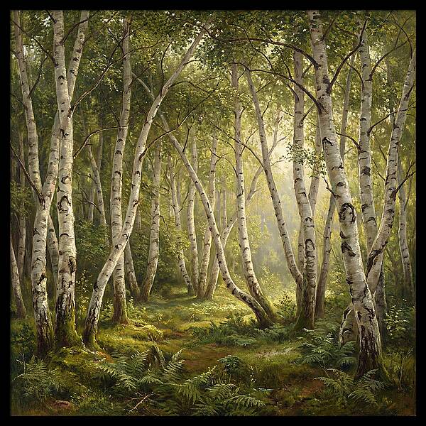 Whispers Of The Birch Grove