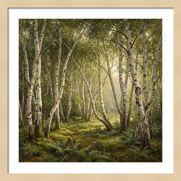 Whispers Of The Birch Grove