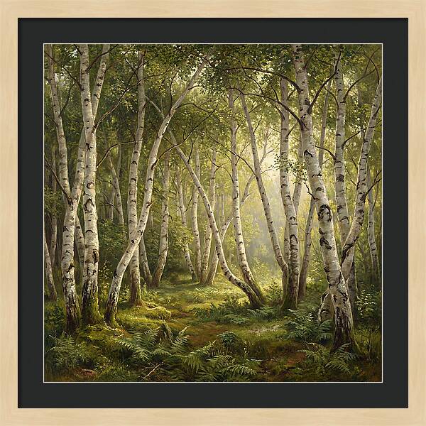 Whispers Of The Birch Grove