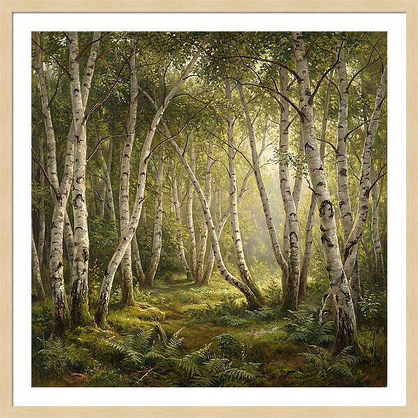 Whispers Of The Birch Grove