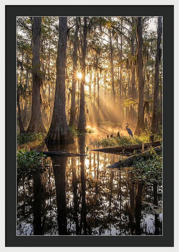 Whispers Of The Cypress