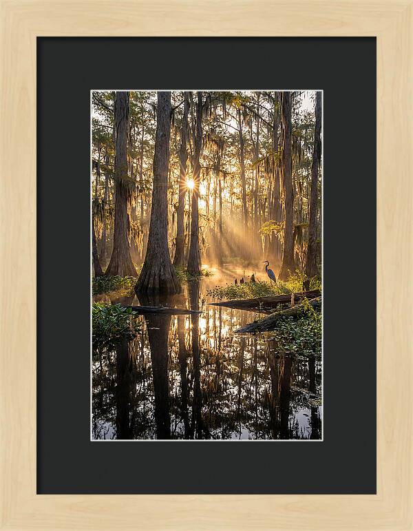 Whispers Of The Cypress