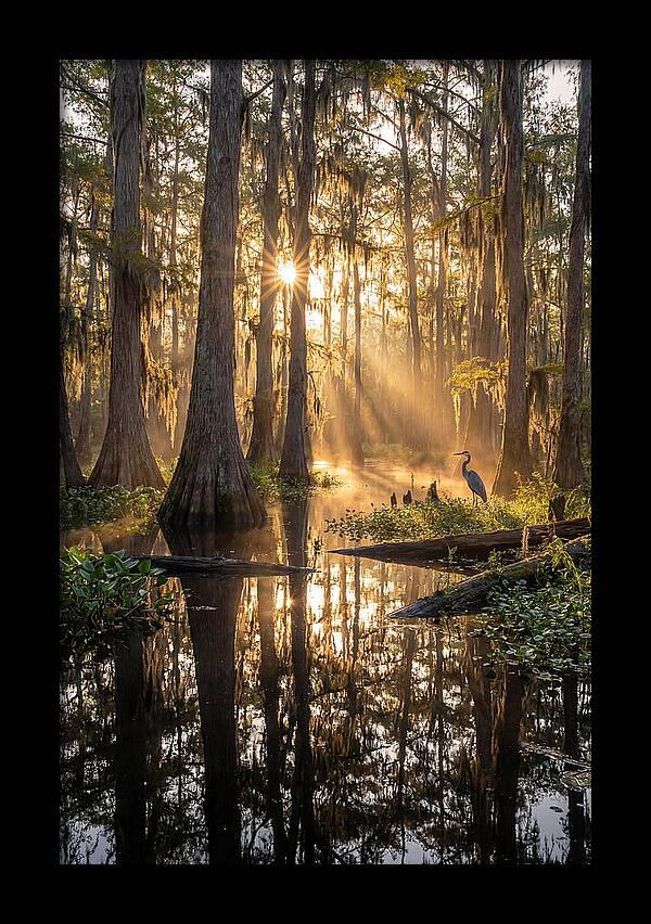 Whispers Of The Cypress