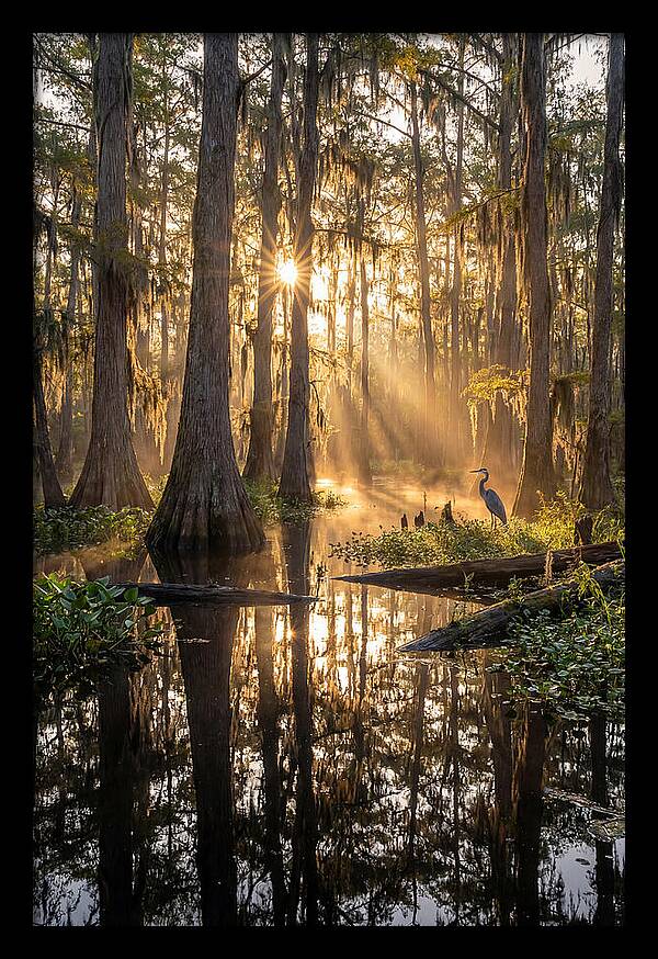 Whispers Of The Cypress