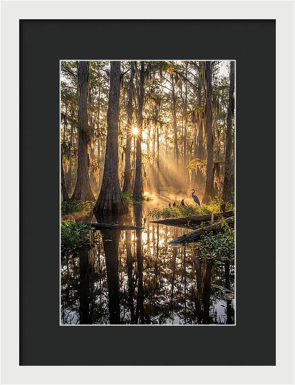 Whispers Of The Cypress