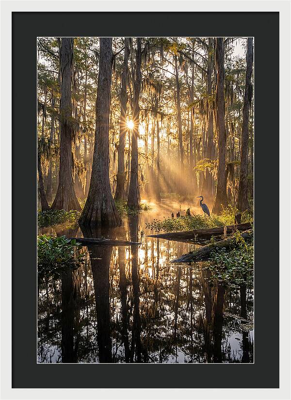 Whispers Of The Cypress