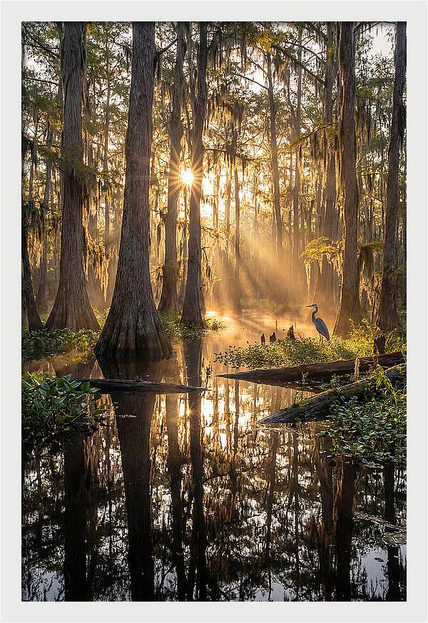 Whispers Of The Cypress