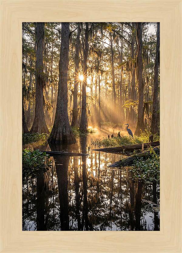 Whispers Of The Cypress