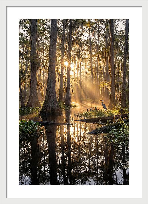Whispers Of The Cypress