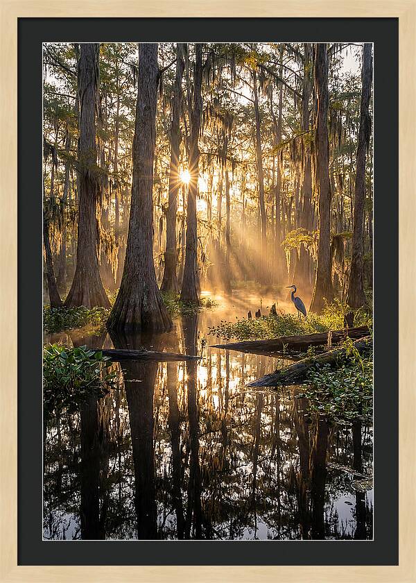 Whispers Of The Cypress