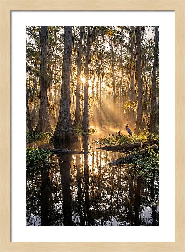Whispers Of The Cypress