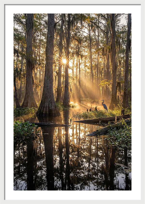 Whispers Of The Cypress