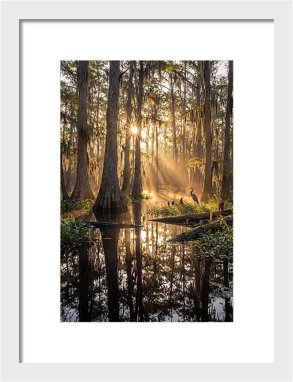 Whispers Of The Cypress