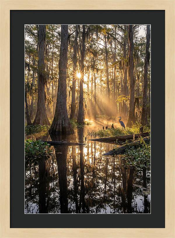Whispers Of The Cypress