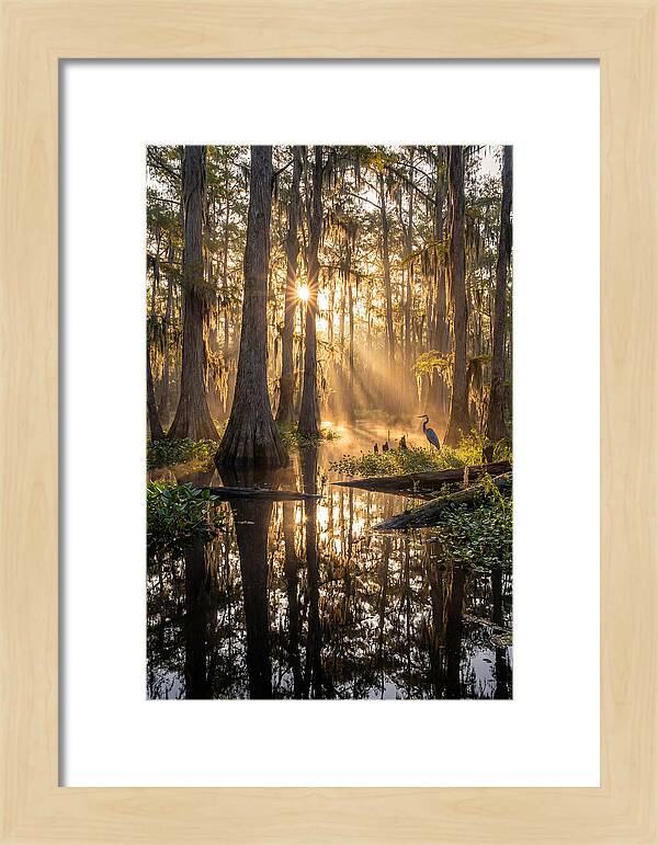 Whispers Of The Cypress
