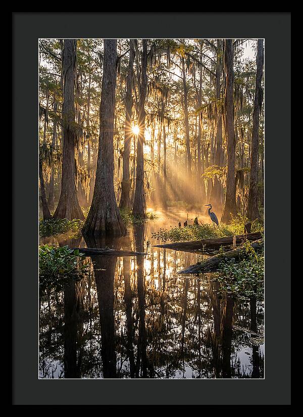 Whispers Of The Cypress