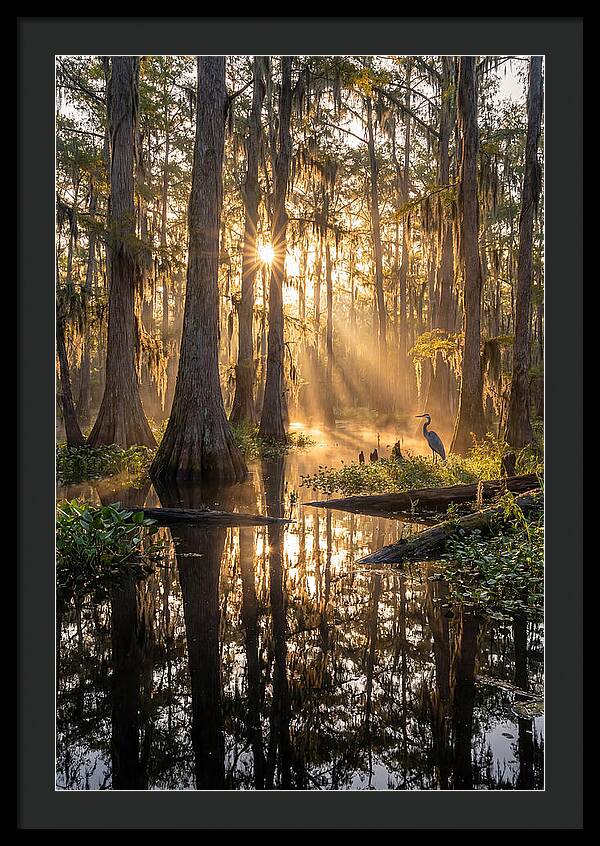 Whispers Of The Cypress
