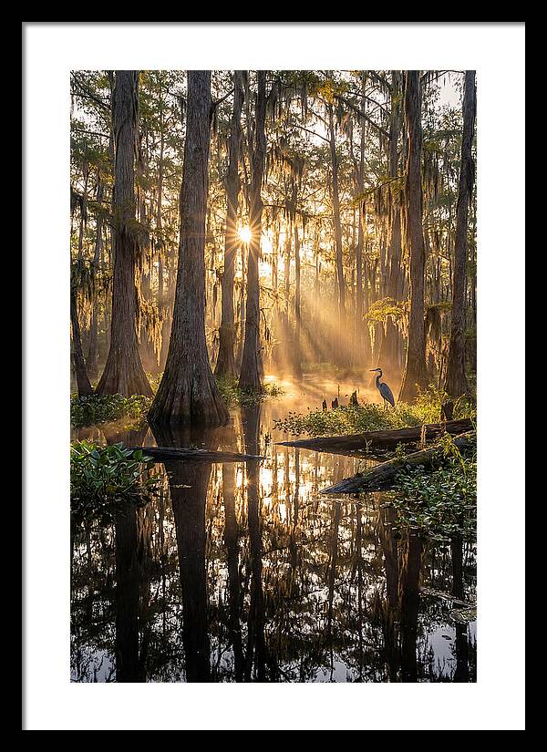 Whispers Of The Cypress