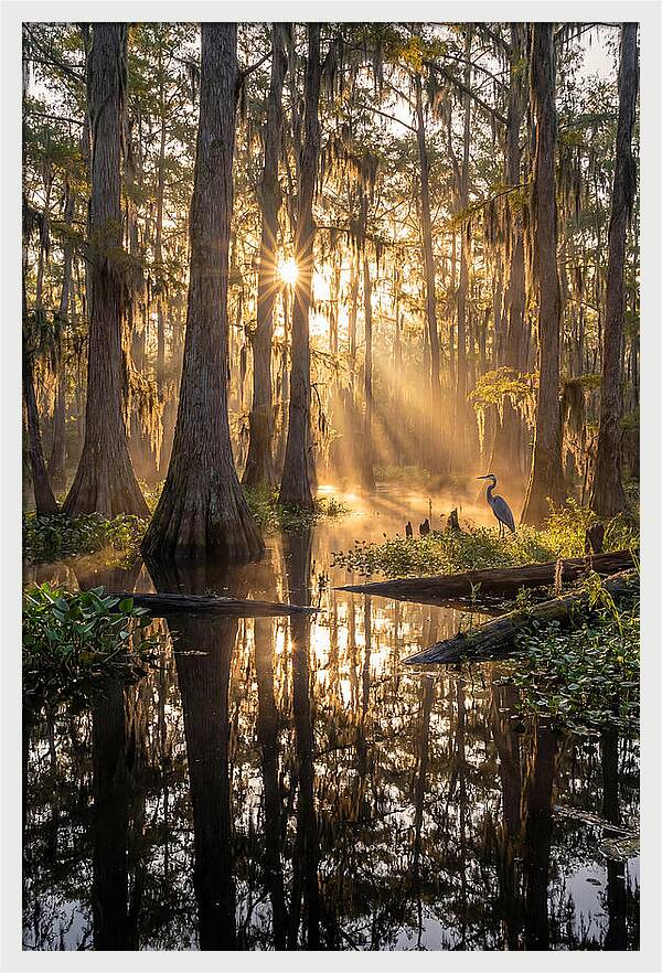Whispers Of The Cypress