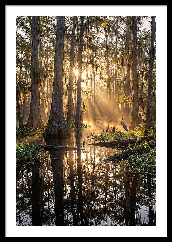 Whispers Of The Cypress