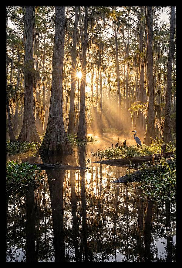 Whispers Of The Cypress