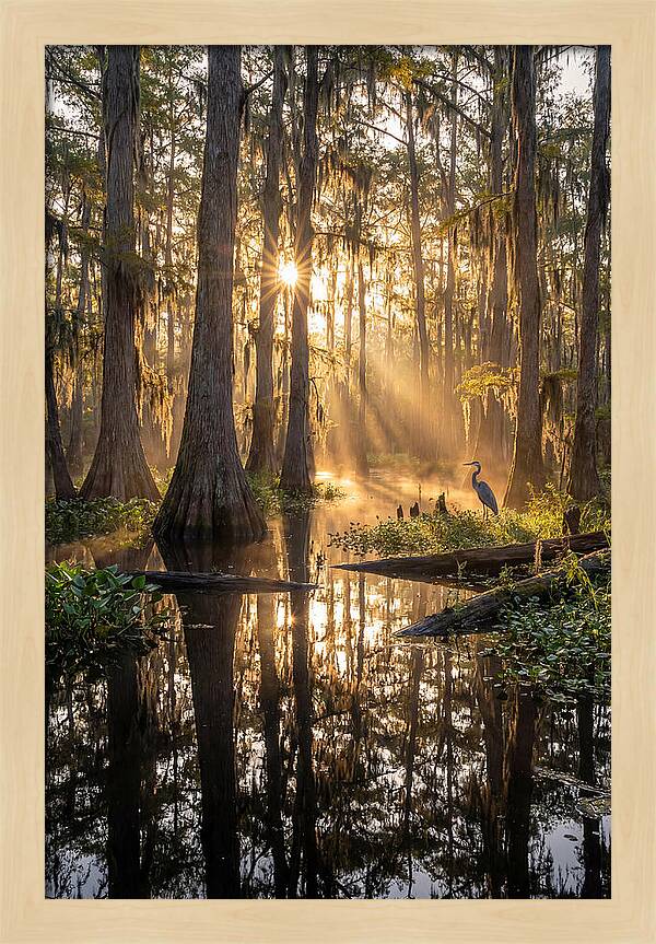 Whispers Of The Cypress