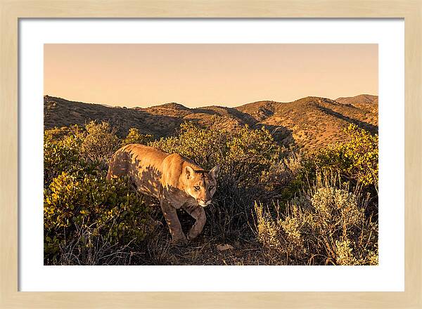 Whispers Of The Night