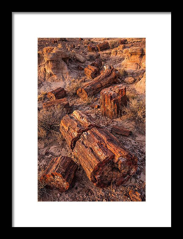 Whispers Of The Petrified Forest