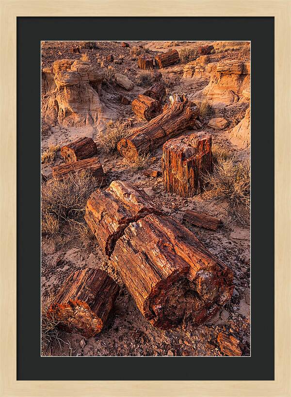 Whispers Of The Petrified Forest