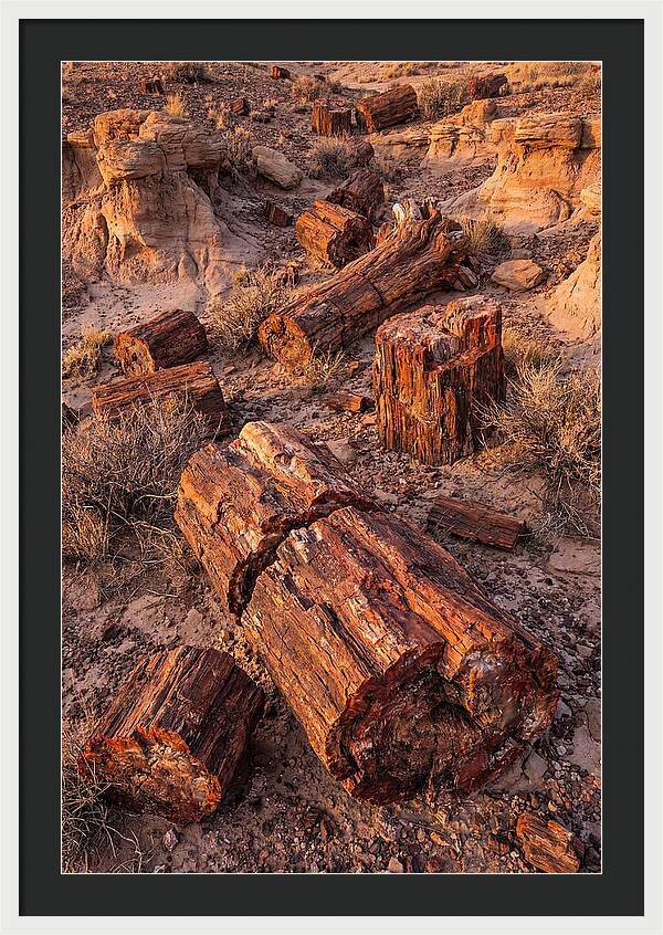 Whispers Of The Petrified Forest