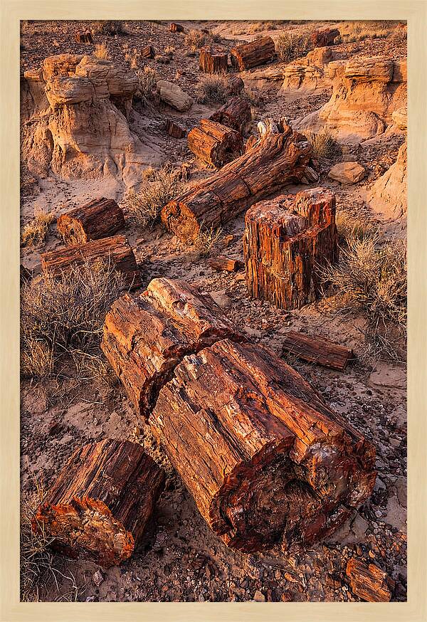 Whispers Of The Petrified Forest