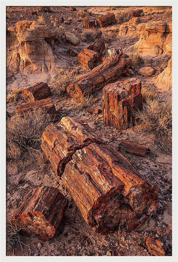 Whispers Of The Petrified Forest