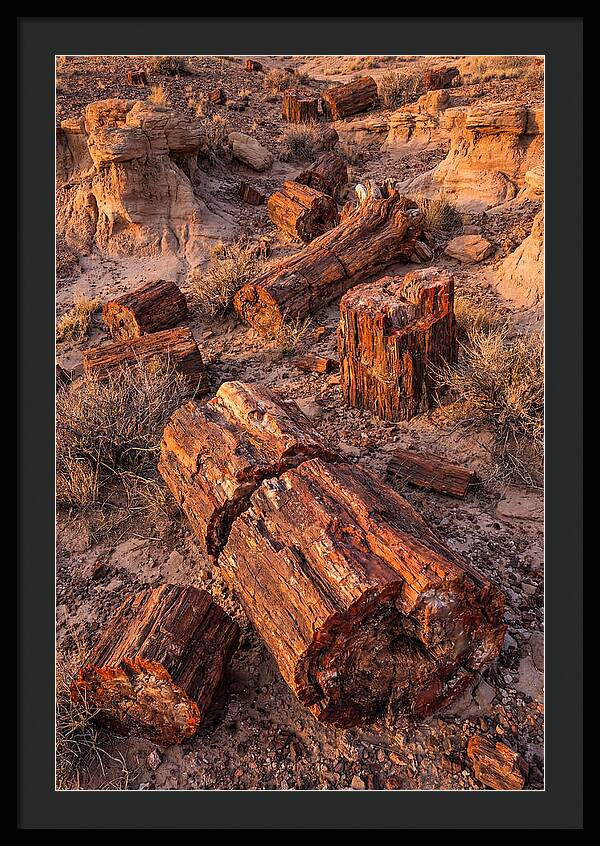 Whispers Of The Petrified Forest