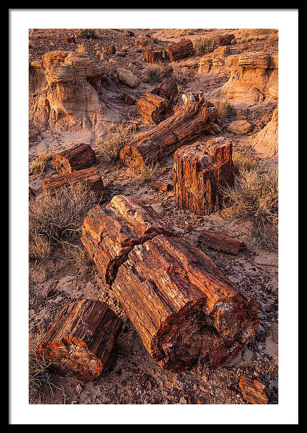 Whispers Of The Petrified Forest