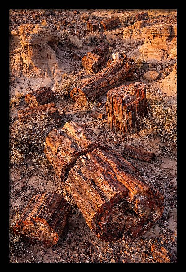Whispers Of The Petrified Forest