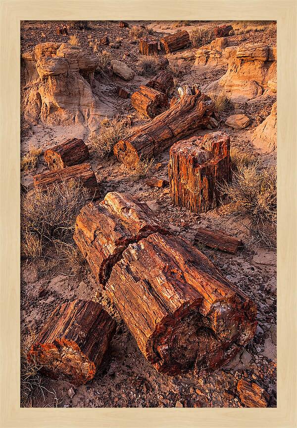 Whispers Of The Petrified Forest