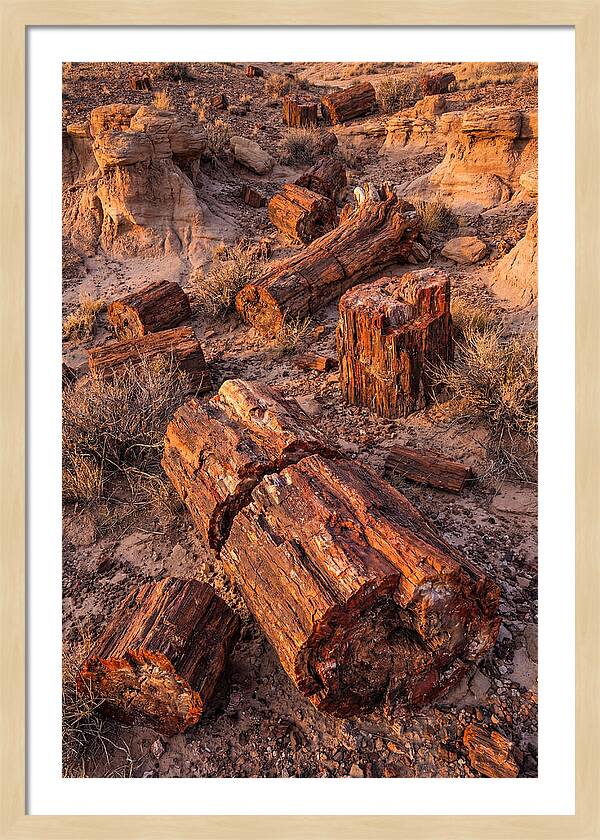 Whispers Of The Petrified Forest