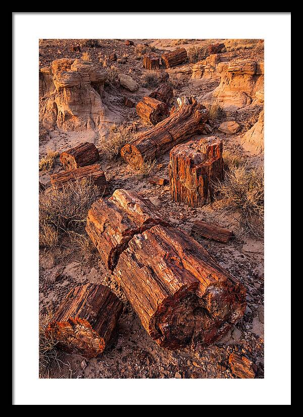 Whispers Of The Petrified Forest
