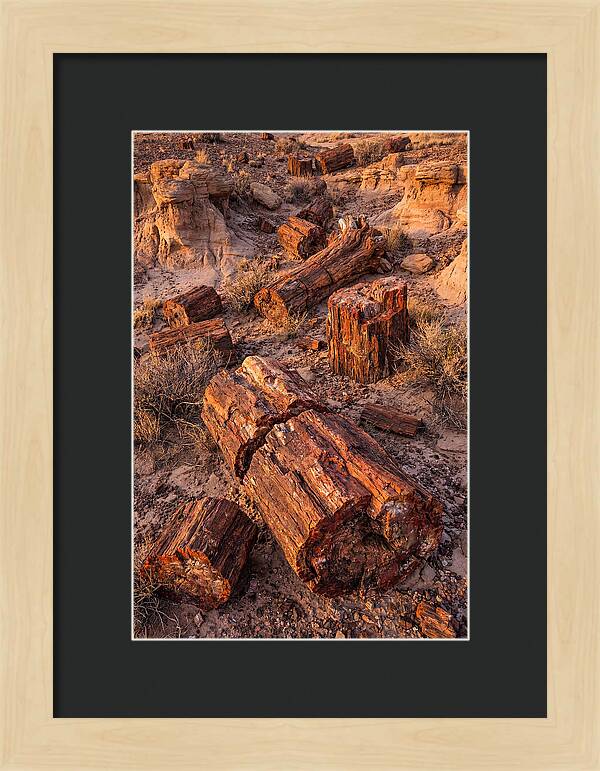 Whispers Of The Petrified Forest