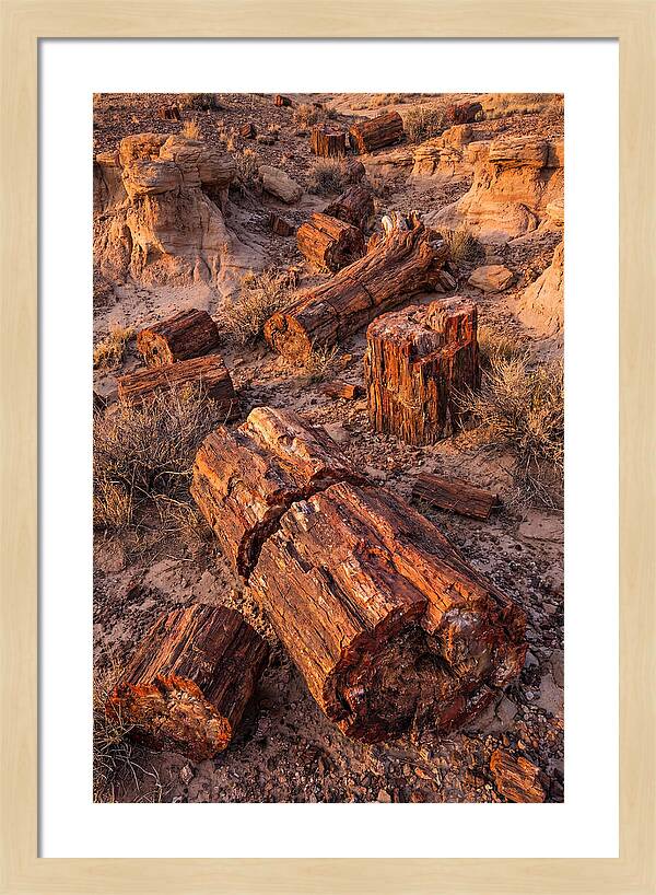 Whispers Of The Petrified Forest