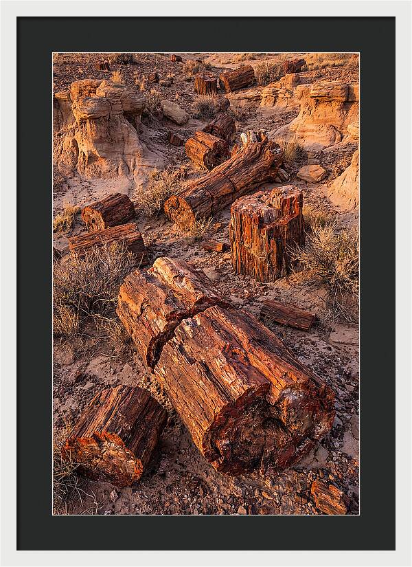 Whispers Of The Petrified Forest