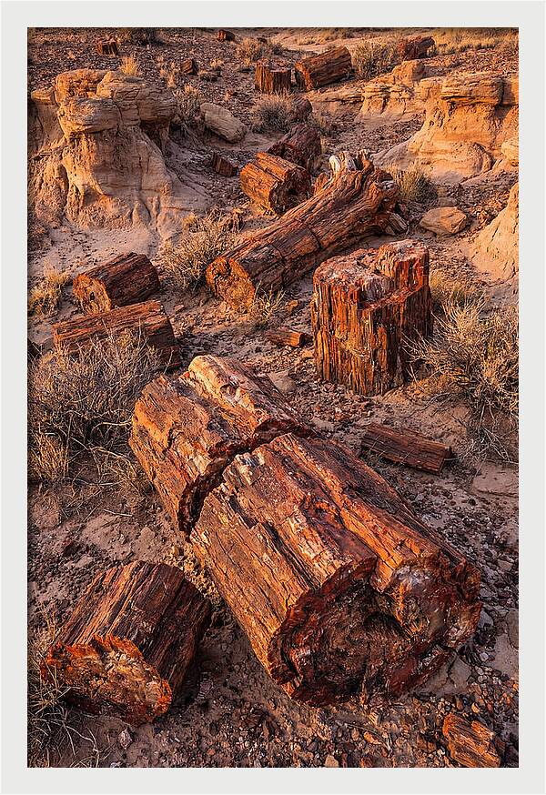 Whispers Of The Petrified Forest