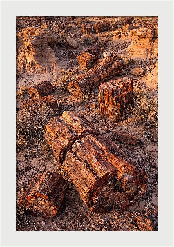 Whispers Of The Petrified Forest