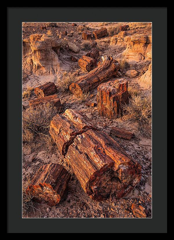 Whispers Of The Petrified Forest